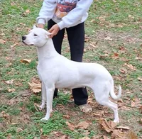 Pet Male, a male Dogo Argentino for sale in Missouri, MO – Photo 3 of 4