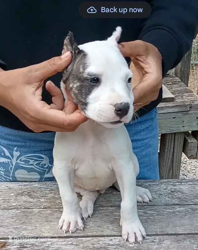 AkcCH Sired – Dogo Argentino puppy for sale in Missouri, MO