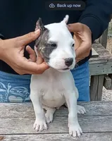 AkcCH Sired, a female Dogo Argentino for sale in Missouri, MO – 1 of 3