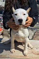 Angie, a female Dogo Argentino for sale in Missouri, MO – Photo 1 of 2