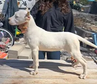 Angie, a female Dogo Argentino for sale in Missouri, MO – Photo 2 of 2