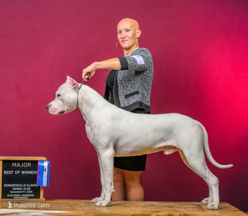 Akc Champion – Dogo Argentino puppy for sale in Missouri, MO
