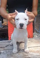 CH sire M, a male Dogo Argentino for sale in Missouri, MO – 2 of 5
