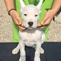 AKCChParents, a female Dogo Argentino for sale in Missouri, MO – Photo 1 of 4