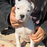 AKCChParents, a female Dogo Argentino for sale in Missouri, MO – Photo 2 of 4