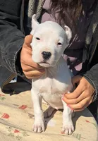 AKCChParents, a female Dogo Argentino for sale in Missouri, MO – Photo 1 of 3