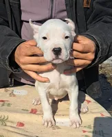 AKCChParents, a female Dogo Argentino for sale in Missouri, MO – Photo 2 of 3