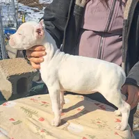 AKCChParents, a female Dogo Argentino for sale in Missouri, MO – Photo 4 of 4