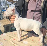 AKCChParents, a female Dogo Argentino for sale in Missouri, MO – Photo 3 of 3