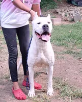 GRChampionBred, a female Dogo Argentino for sale in Missouri, MO – Photo 5 of 5