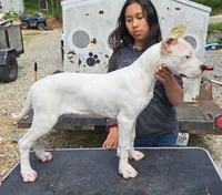 GRChampionBred, a female Dogo Argentino for sale in Missouri, MO – Photo 2 of 5