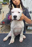 GRChampionBred, a female Dogo Argentino for sale in Missouri, MO – Photo 1 of 5