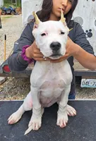 GRChampionBred, a female Dogo Argentino for sale in Missouri, MO – Photo 3 of 5