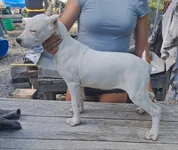 Female ch sire, a female Dogo Argentino for sale in Missouri, MO – 3 of 3