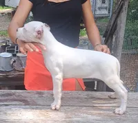 Pick Male CH sire, a male Dogo Argentino for sale in Missouri, MO – 3 of 3