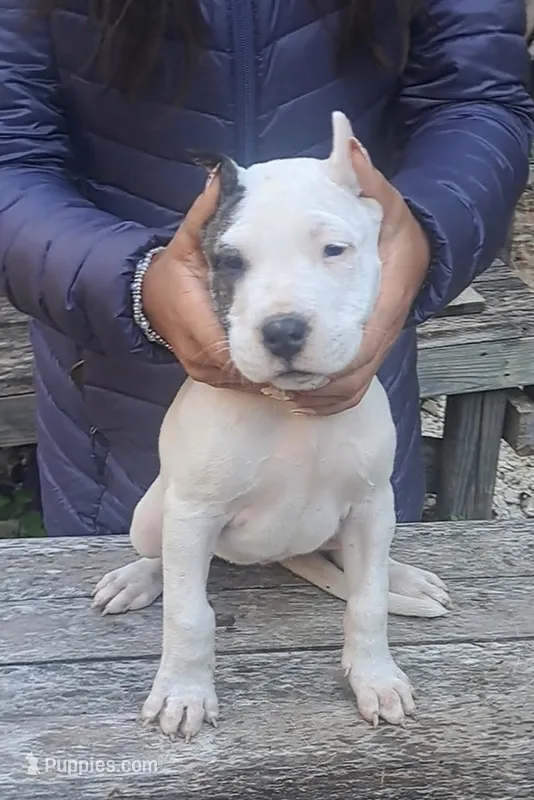 AkcCH Sired – Dogo Argentino puppy for sale in Missouri, MO