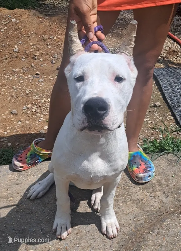 Ch parents – Dogo Argentino puppy for sale in Missouri, MO