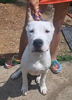 Ch parents, a male Dogo Argentino for sale in Missouri, MO – 1 of 3