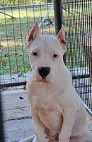 AKC CH parents, a male Dogo Argentino for sale in Missouri, MO – Photo 1 of 2