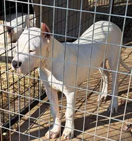 AKC CH parents, a male Dogo Argentino for sale in Missouri, MO – Photo 2 of 2