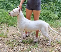AkcCH Sired, a female Dogo Argentino for sale in Missouri, MO – 2 of 3