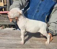 PICKmale, a male Dogo Argentino for sale in Missouri, MO – Photo 2 of 2