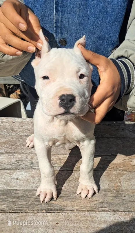 PICKmale – Dogo Argentino puppy for sale in Missouri, MO