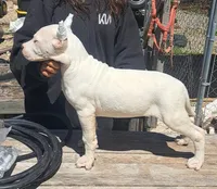 PICKmale, a male Dogo Argentino for sale in Missouri, MO – 1 of 3