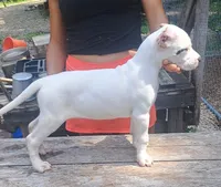 CH sire M, a male Dogo Argentino for sale in Missouri, MO – 4 of 5