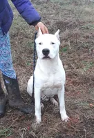AkcCHparents, a male Dogo Argentino for sale in Missouri, MO – Photo 1 of 7