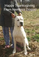 AkcCHparents, a male Dogo Argentino for sale in Missouri, MO – Photo 4 of 7