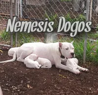 AkcCHparents, a male Dogo Argentino for sale in Missouri, MO – Photo 5 of 7