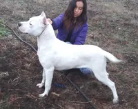 AkcCHparents, a male Dogo Argentino for sale in Missouri, MO – Photo 2 of 7