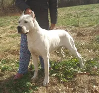 AkcCHparents, a male Dogo Argentino for sale in Missouri, MO – Photo 7 of 7