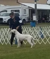 AkcCHparents, a male Dogo Argentino for sale in Missouri, MO – Photo 6 of 7