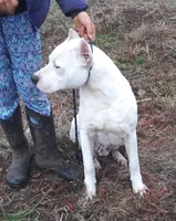 AkcCHparents, a male Dogo Argentino for sale in Missouri, MO – Photo 3 of 7