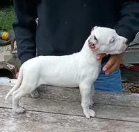 Pet male, a male Dogo Argentino for sale in Missouri, MO – 2 of 4