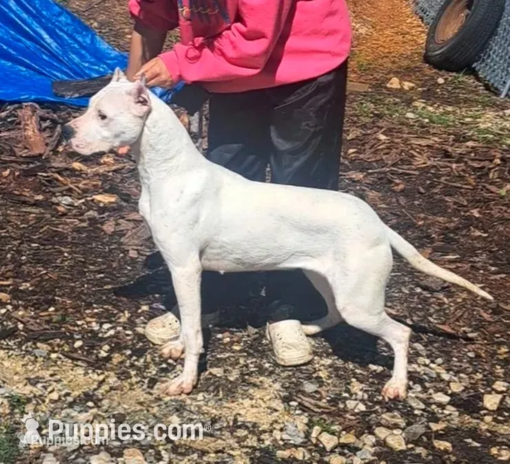 Champion sire – Dogo Argentino puppy for sale in Missouri, MO