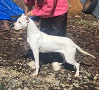 Champion sire, a female Dogo Argentino for sale in Missouri, MO – Photo 2 of 2