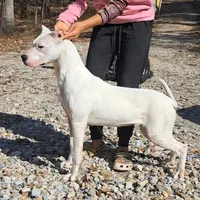 Champion sire, a female Dogo Argentino for sale in Missouri, MO – Photo 2 of 2