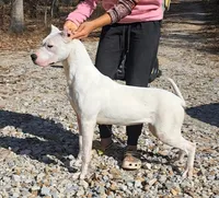 Champion sire, a female Dogo Argentino for sale in Missouri, MO – Photo 2 of 2