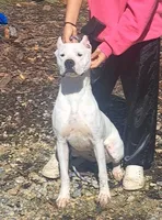 Champion sire, a female Dogo Argentino for sale in Missouri, MO – Photo 1 of 2