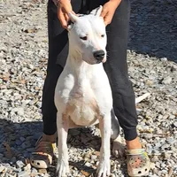 Champion sire, a female Dogo Argentino for sale in Missouri, MO – Photo 1 of 2