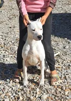 Champion sire, a female Dogo Argentino for sale in Missouri, MO – Photo 1 of 2