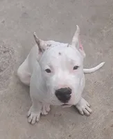 GCH parents, a male Dogo Argentino for sale in Missouri, MO – 3 of 3