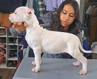 Show Male, a male Dogo Argentino for sale in Missouri, MO – Photo 2 of 3