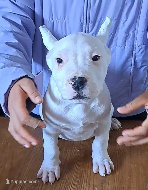 Show Male, a male Dogo Argentino for sale in Missouri, MO – Photo 1 of 3