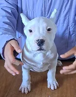 Show Male, a male Dogo Argentino for sale in Missouri, MO – Photo 1 of 3