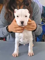 Show Male, a male Dogo Argentino for sale in Missouri, MO – Photo 3 of 3