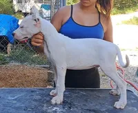 Biggest Boy, a male Dogo Argentino for sale in Missouri, MO – Photo 2 of 2